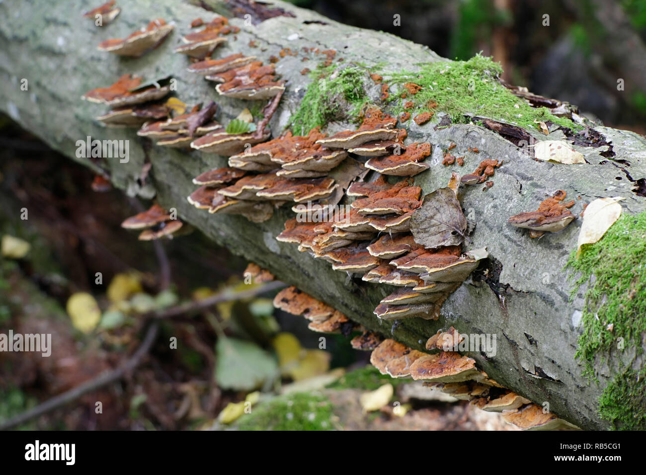 Alder bracket fungus, Inonotus radiatus Stock Photo