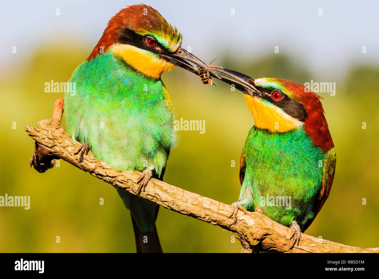 birds divided insects mating courtship, interesting animals Stock Photo