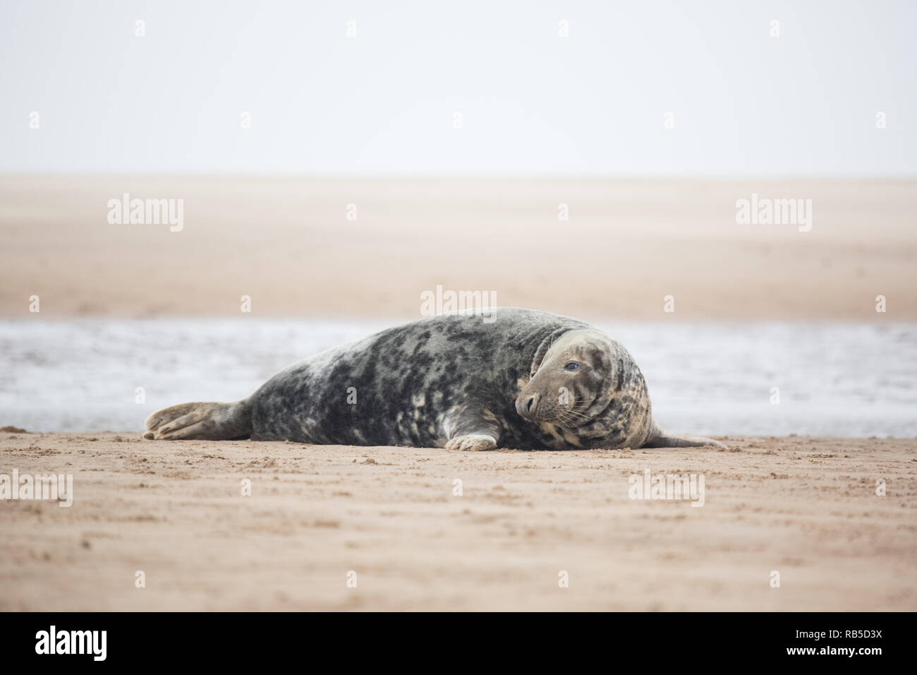 Grey seal on Donna Nook beach in Lincolnshire, UK. Stock Photo
