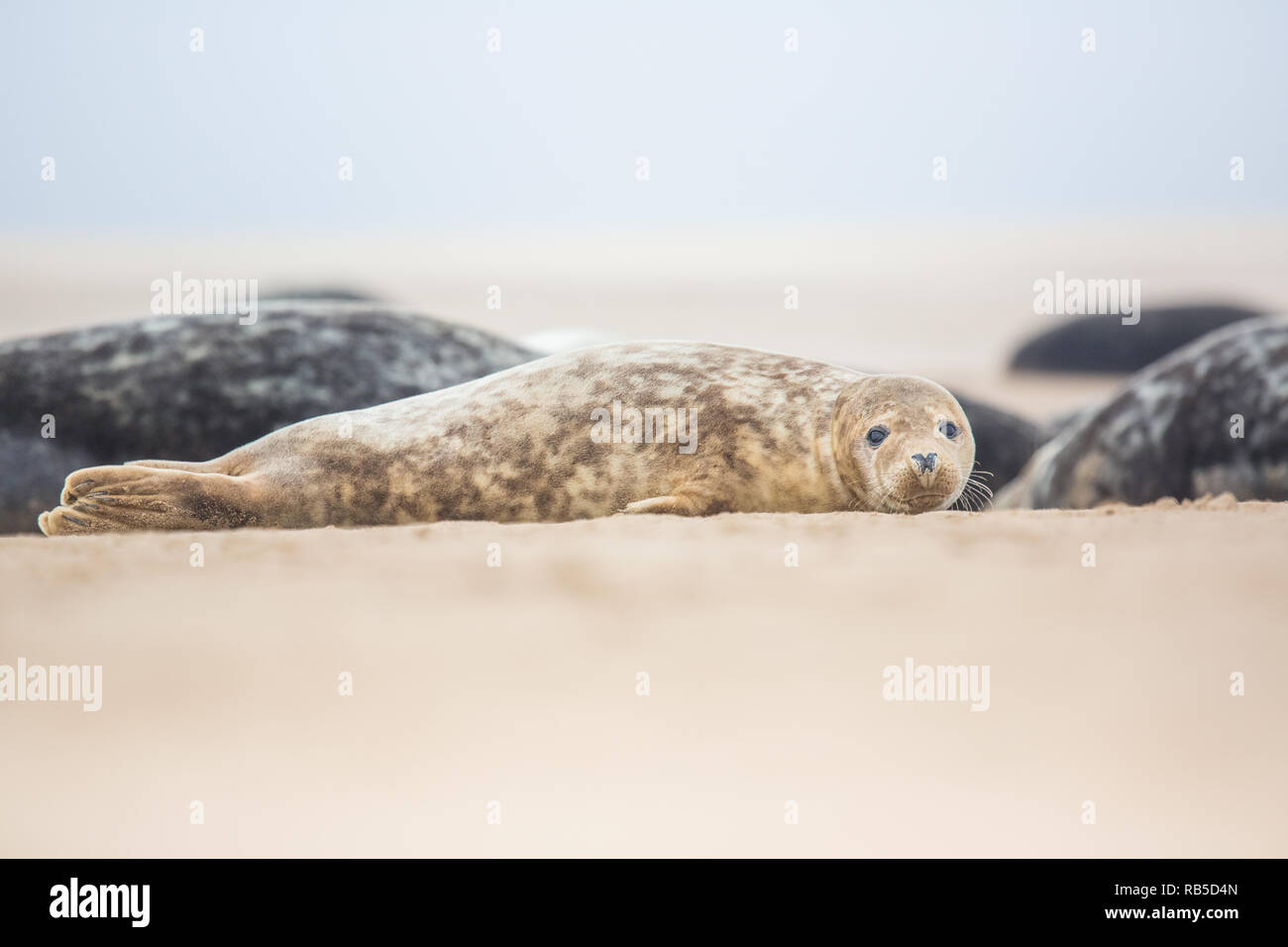 Grey seal on Donna Nook beach in Lincolnshire, UK. Stock Photo