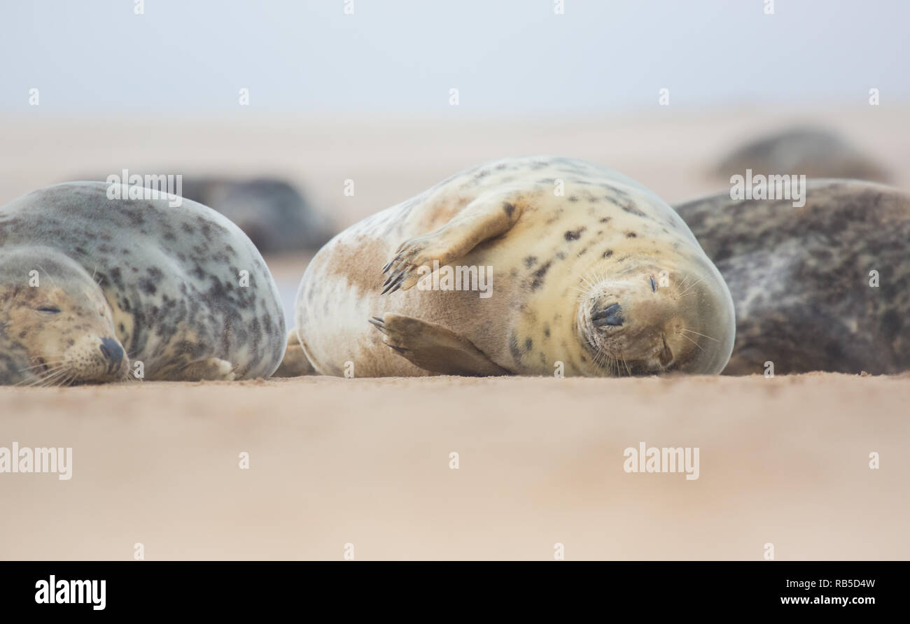 Grey seal on Donna Nook beach in Lincolnshire, UK. Stock Photo