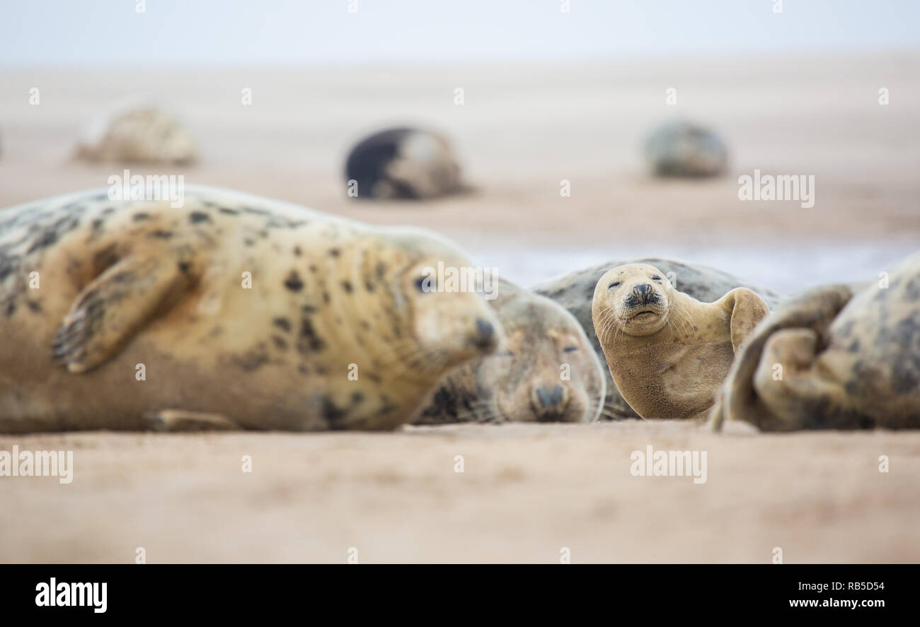 Grey seal on Donna Nook beach in Lincolnshire, UK. Stock Photo