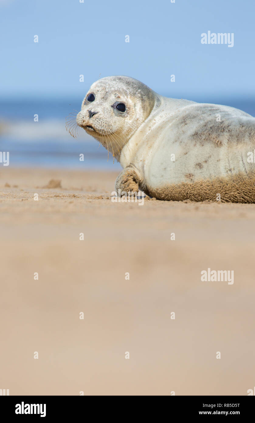 Common seal pup on Donna Nook beach in Lincolnshire, UK. Stock Photo