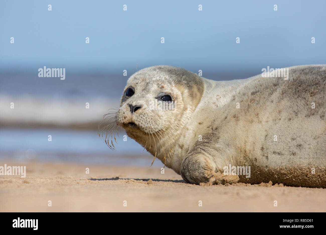 Common seal pup on Donna Nook beach in Lincolnshire, UK. Stock Photo