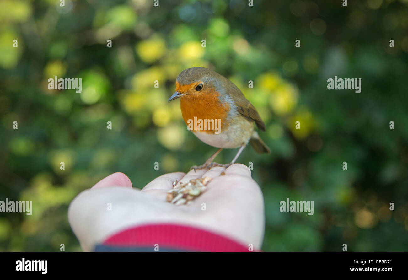 Hand feeding a Robin in Hyde Park, London. Stock Photo