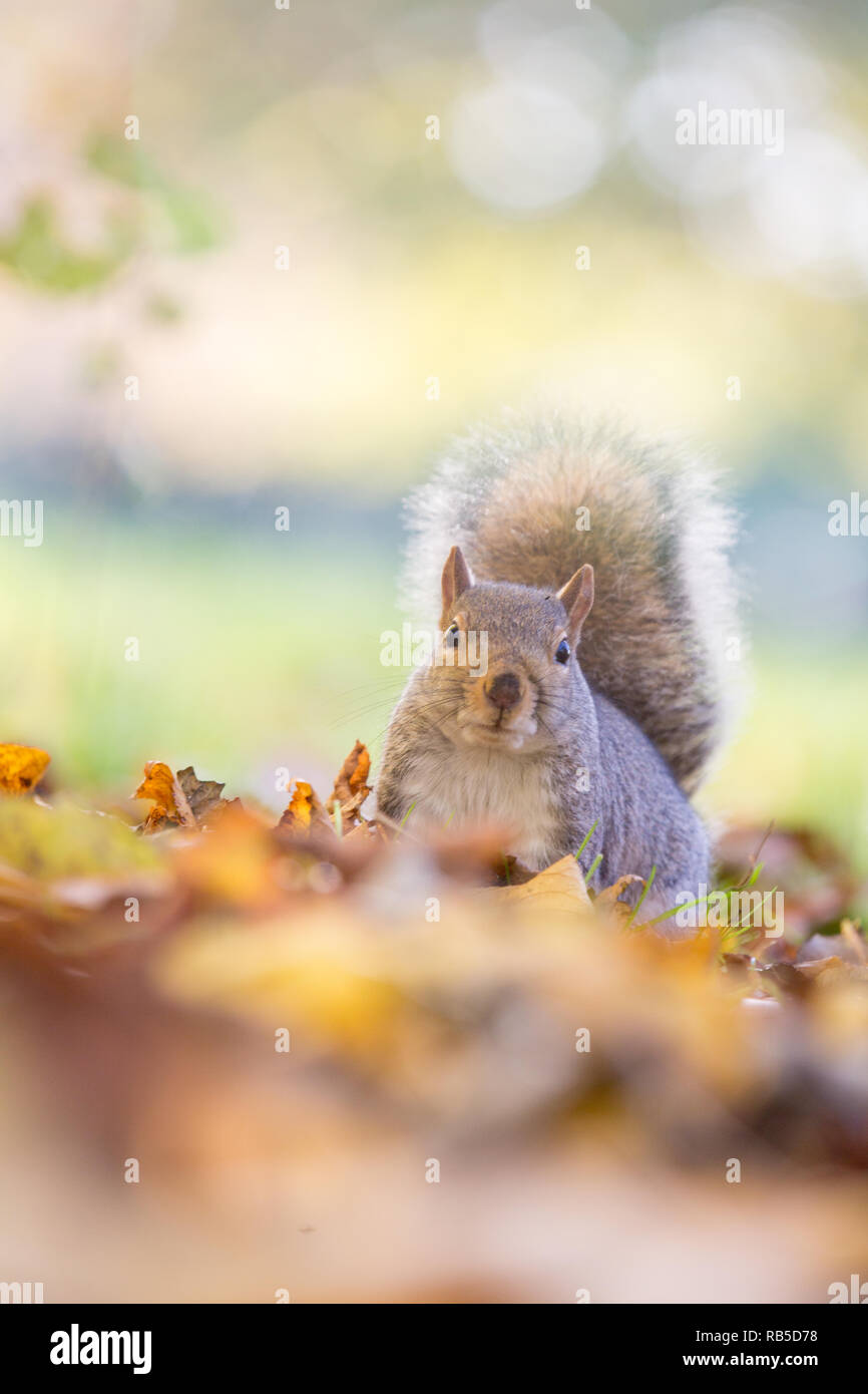 Grey squirrel in Hyde park London Stock Photo