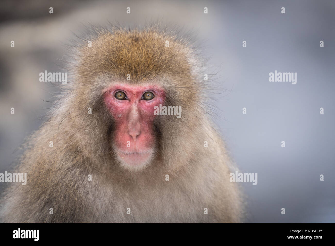 Macaque intimidating hi-res stock photography and images - Alamy