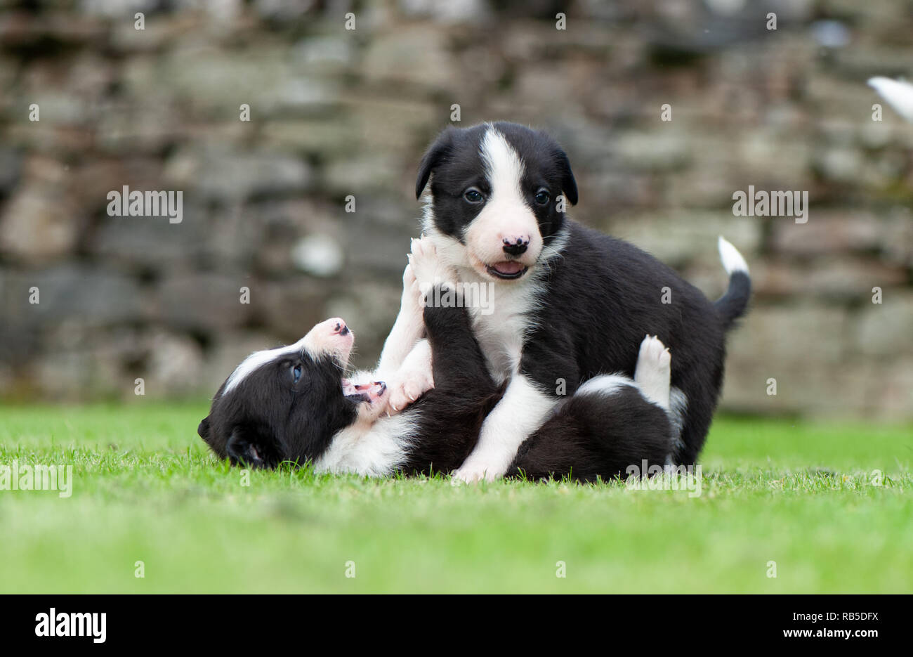 Funny Border Collie Dog in Bow and Clothes · Free Stock Photo