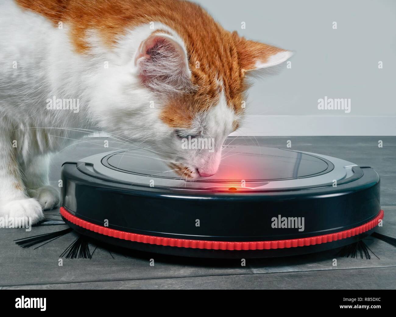 Close-up of a tabby cat looking curious to a robot vacuum cleaner. Stock Photo