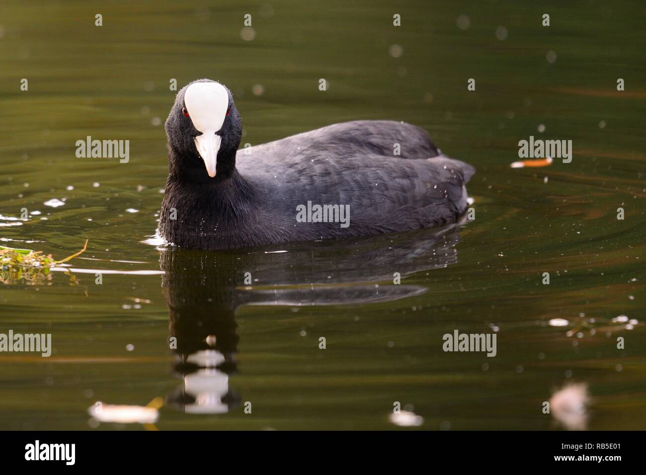 Portrait of a coot swimming in the water Stock Photo