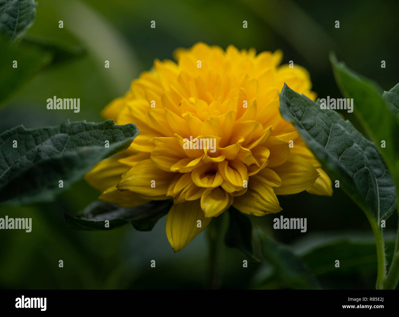 Flowers, Plants - Blumen, Pflanzen Stock Photo - Alamy