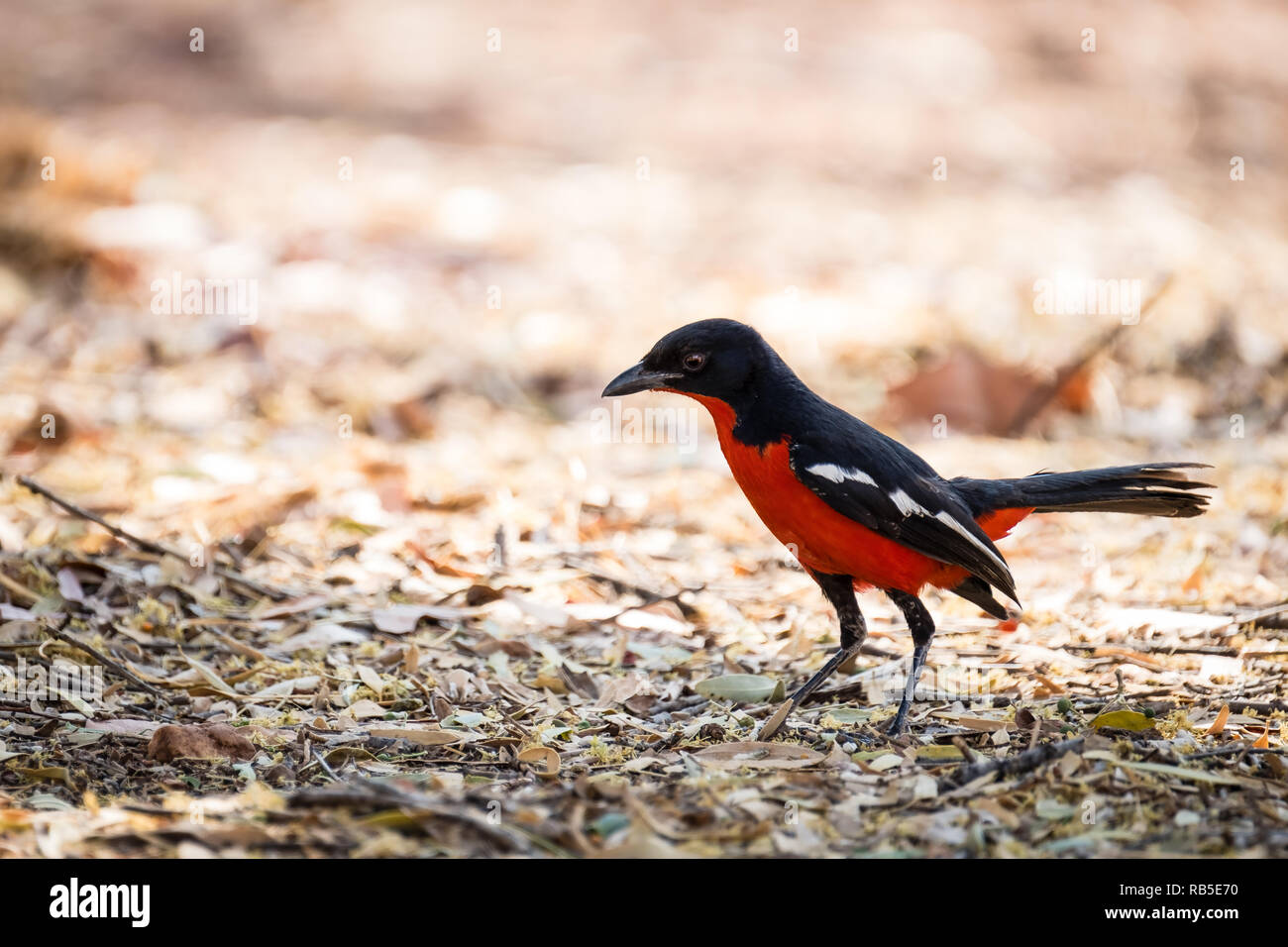 Crimson Breasted Shrike in Namibia Stock Photo - Alamy