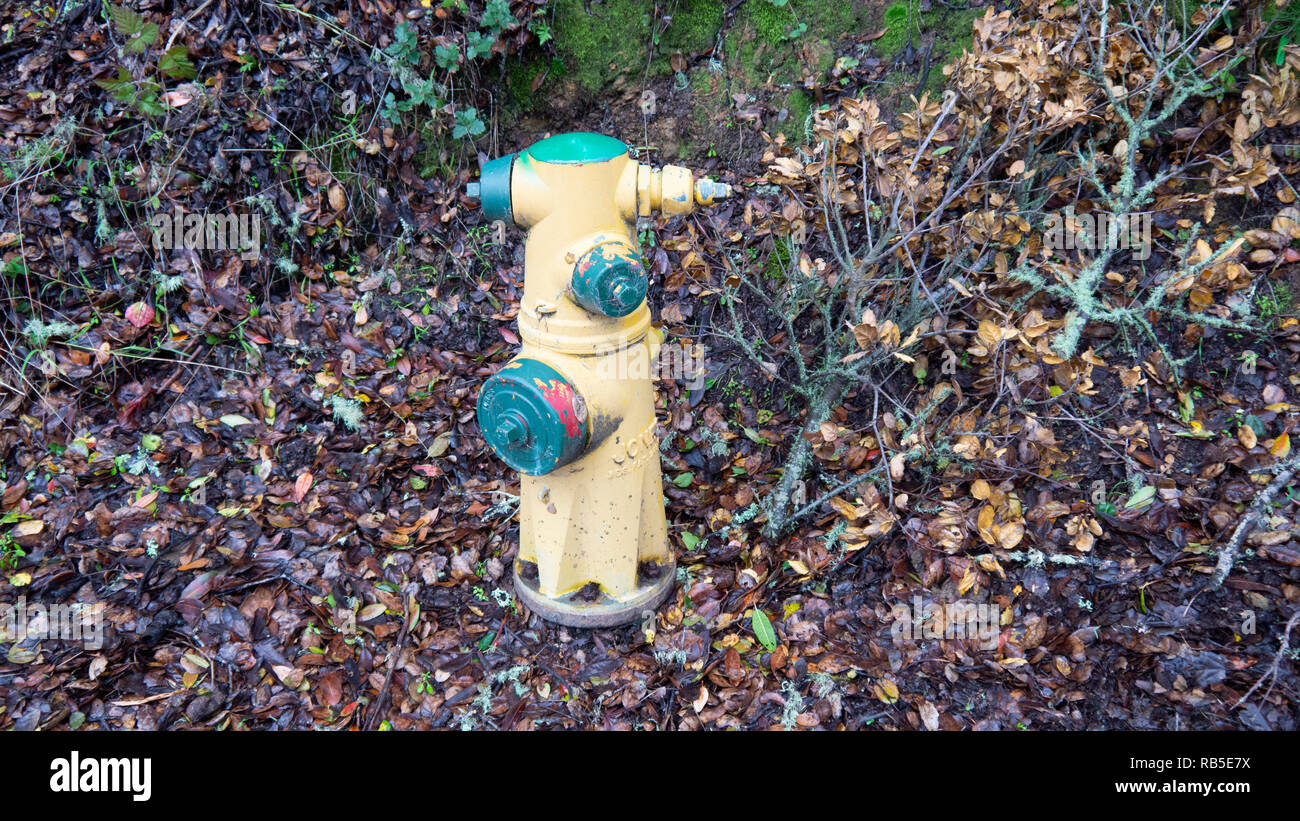 Fire Hydrant in Wet Leaves Stock Photo Alamy