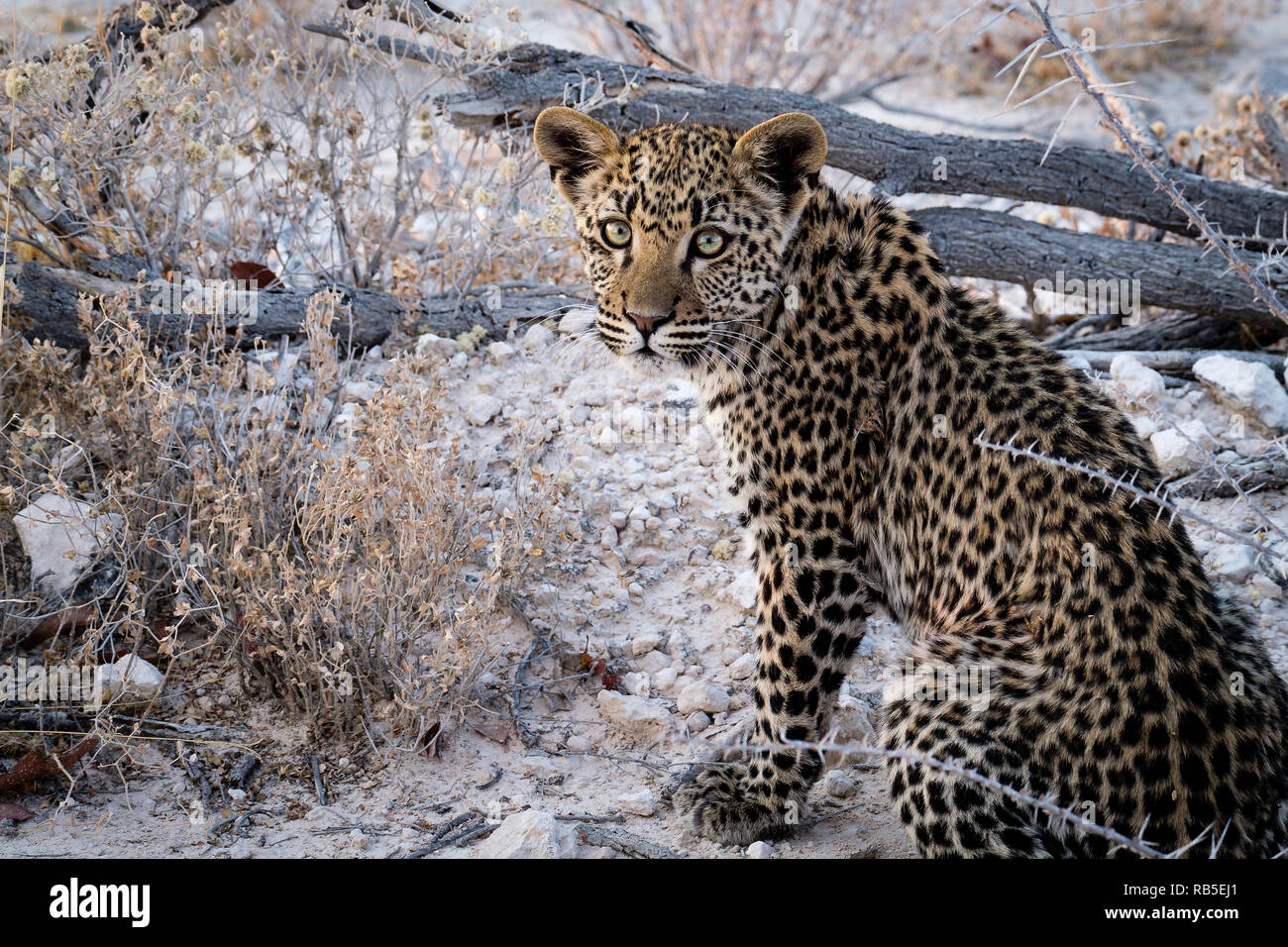 Leopard Cub in Etosha Namibia facing the camera Stock Photo