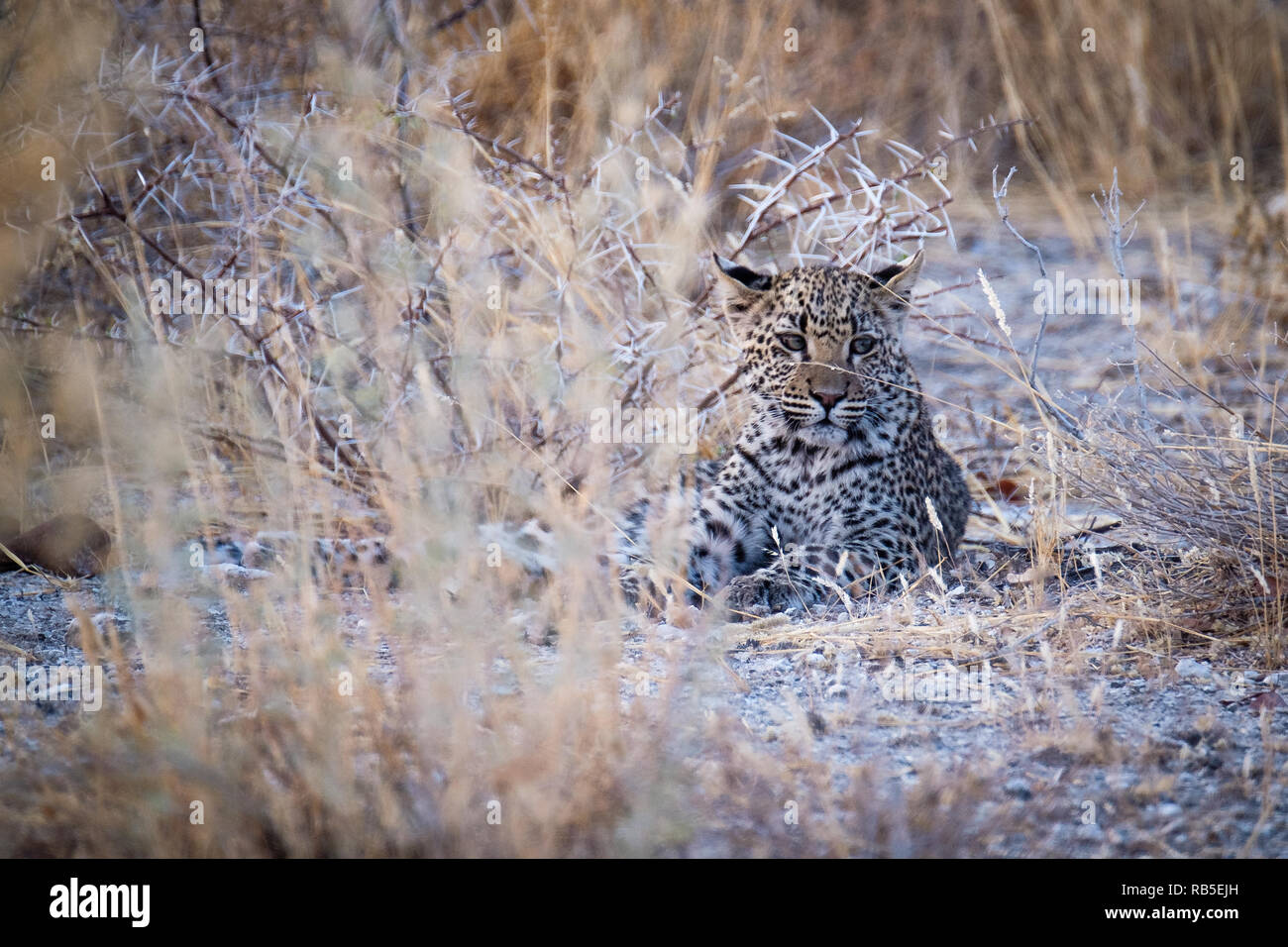 Leopard Cub at Etosha National Park Stock Photo