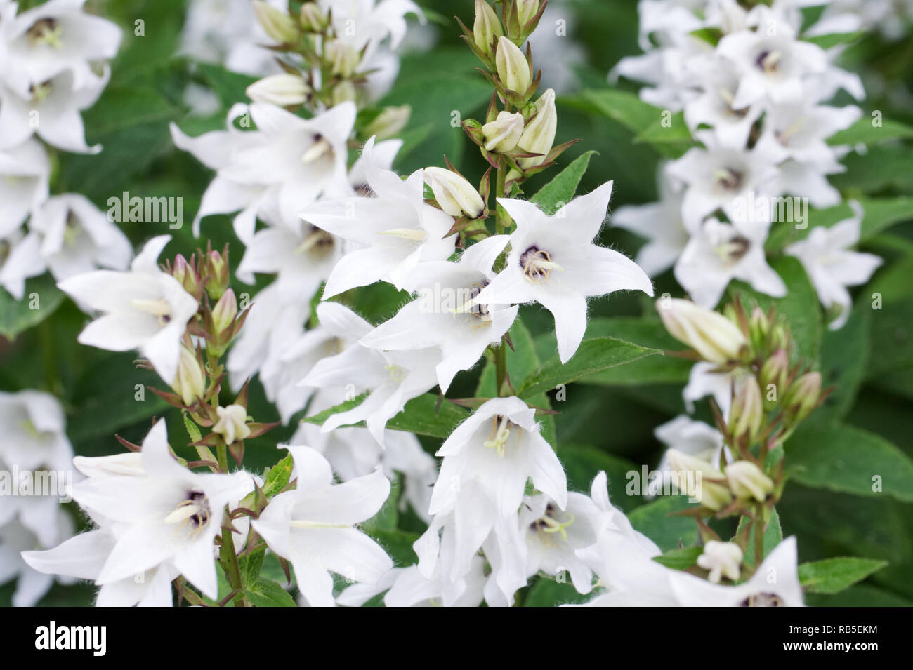 Campanula latifolia 'Alba'. White Broad-leaved bellflower. Stock Photo