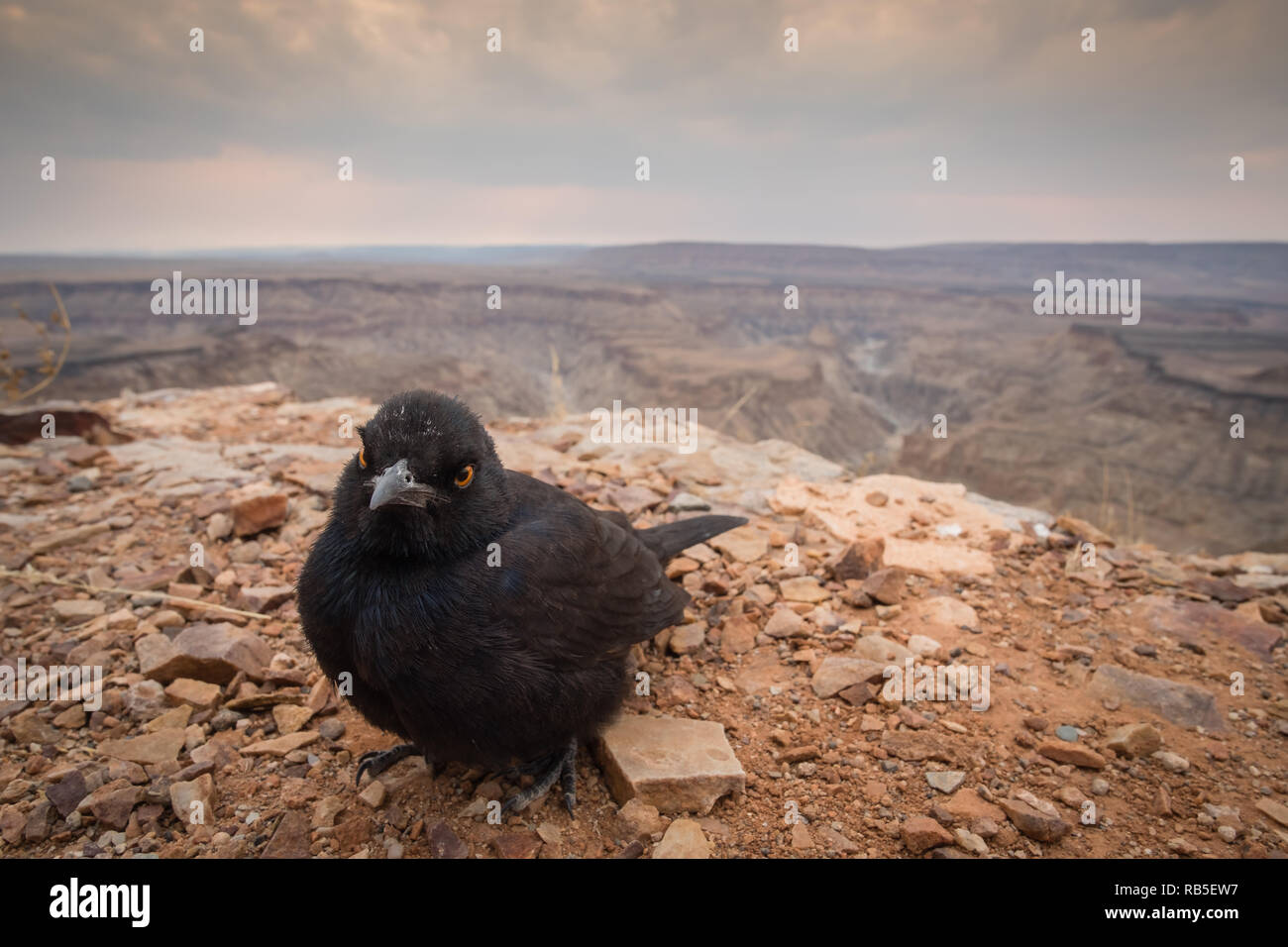 Drongo at the Fishe River Canynon in Namibia Stock Photo