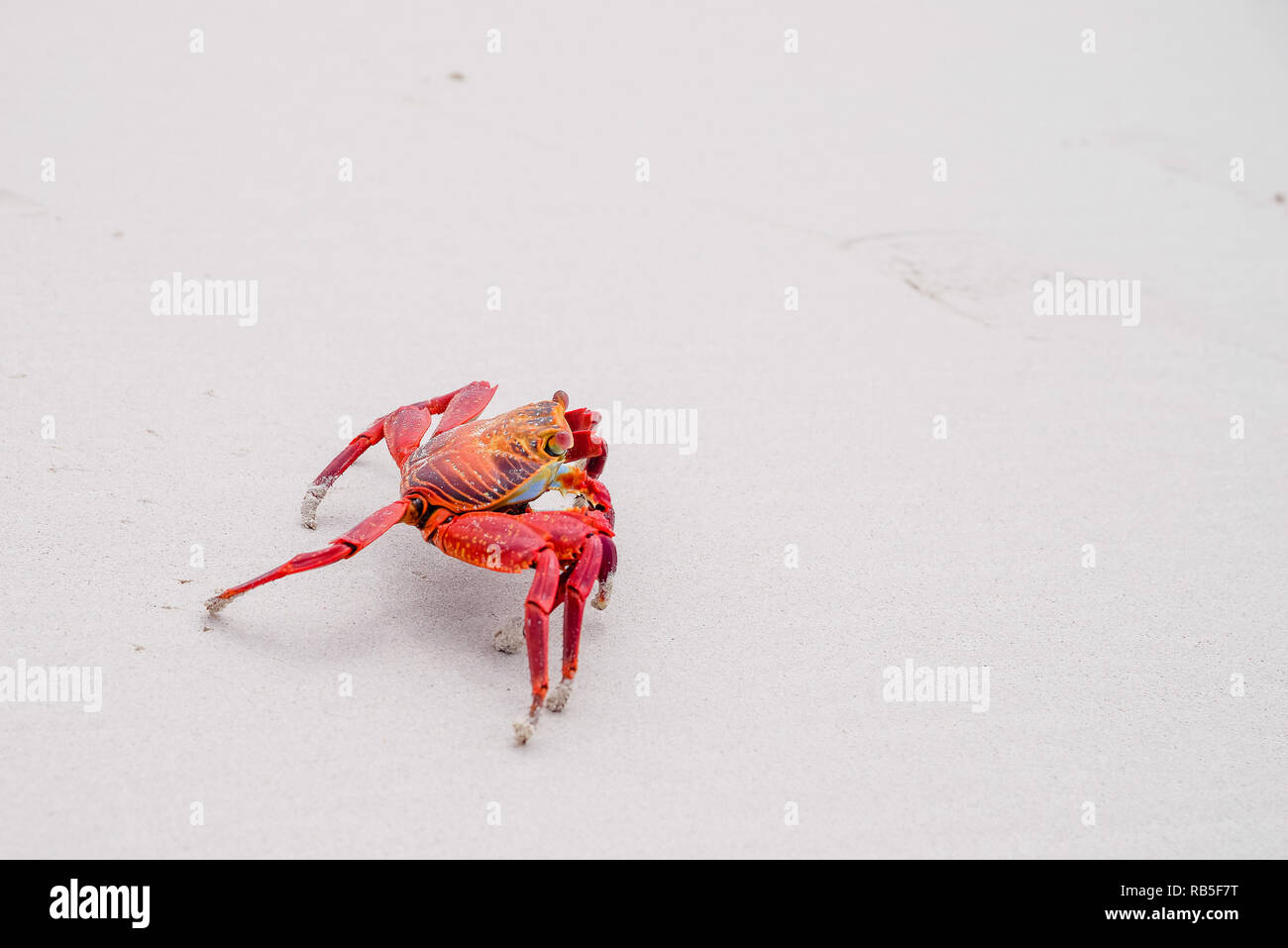 Sally Lightfoot Crab Grapsus grapsus on yellow sand, Galapagos Islands, Ecuador, South America Stock Photo