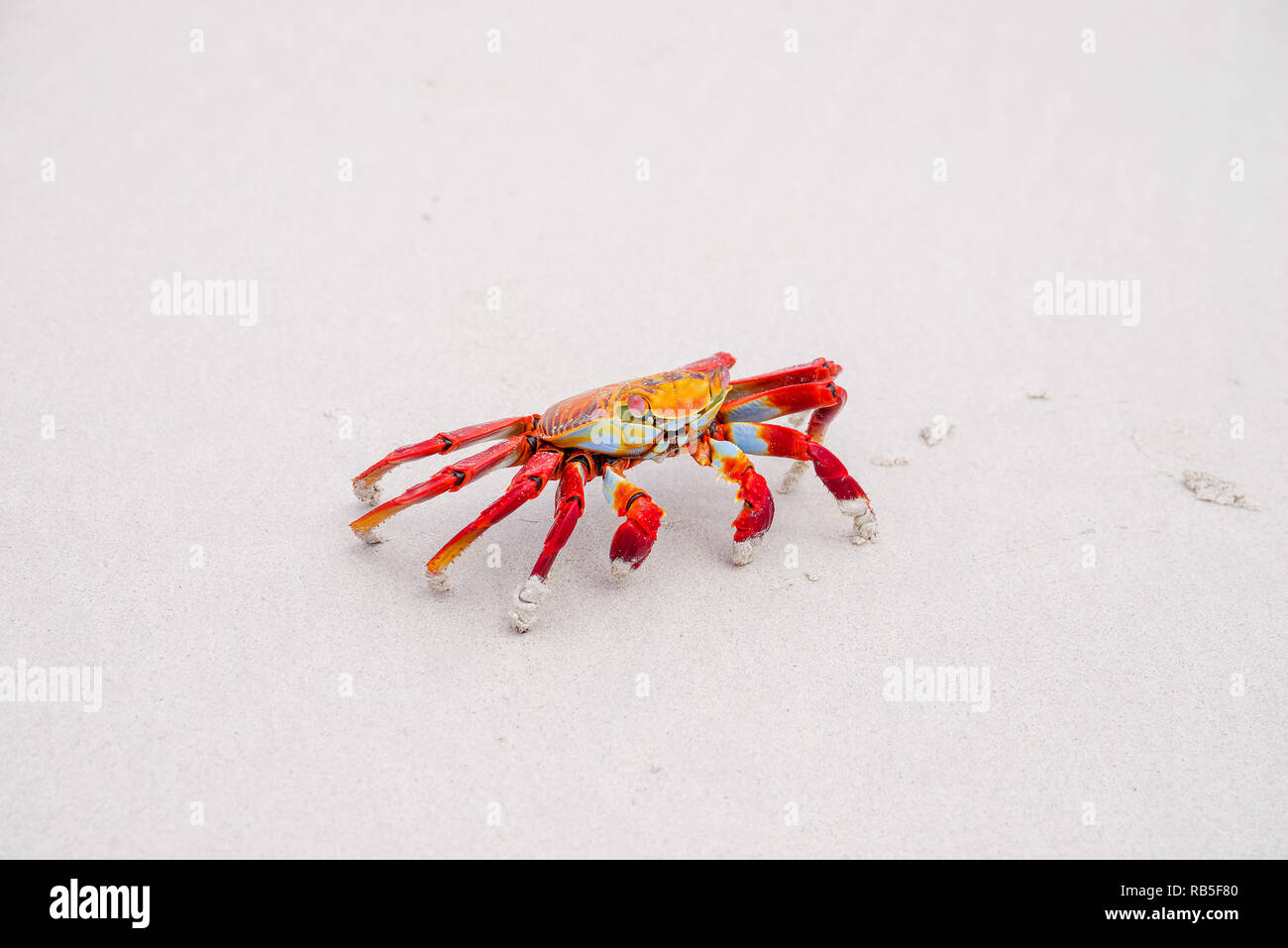 Sally Lightfoot Crab Grapsus grapsus on yellow sand, Galapagos Islands, Ecuador, South America Stock Photo