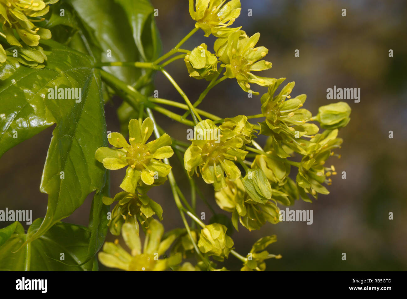 Green leaves and young sprouts of blossoming poplar tree. Populus canadensis. Awakening of nature. Stock Photo