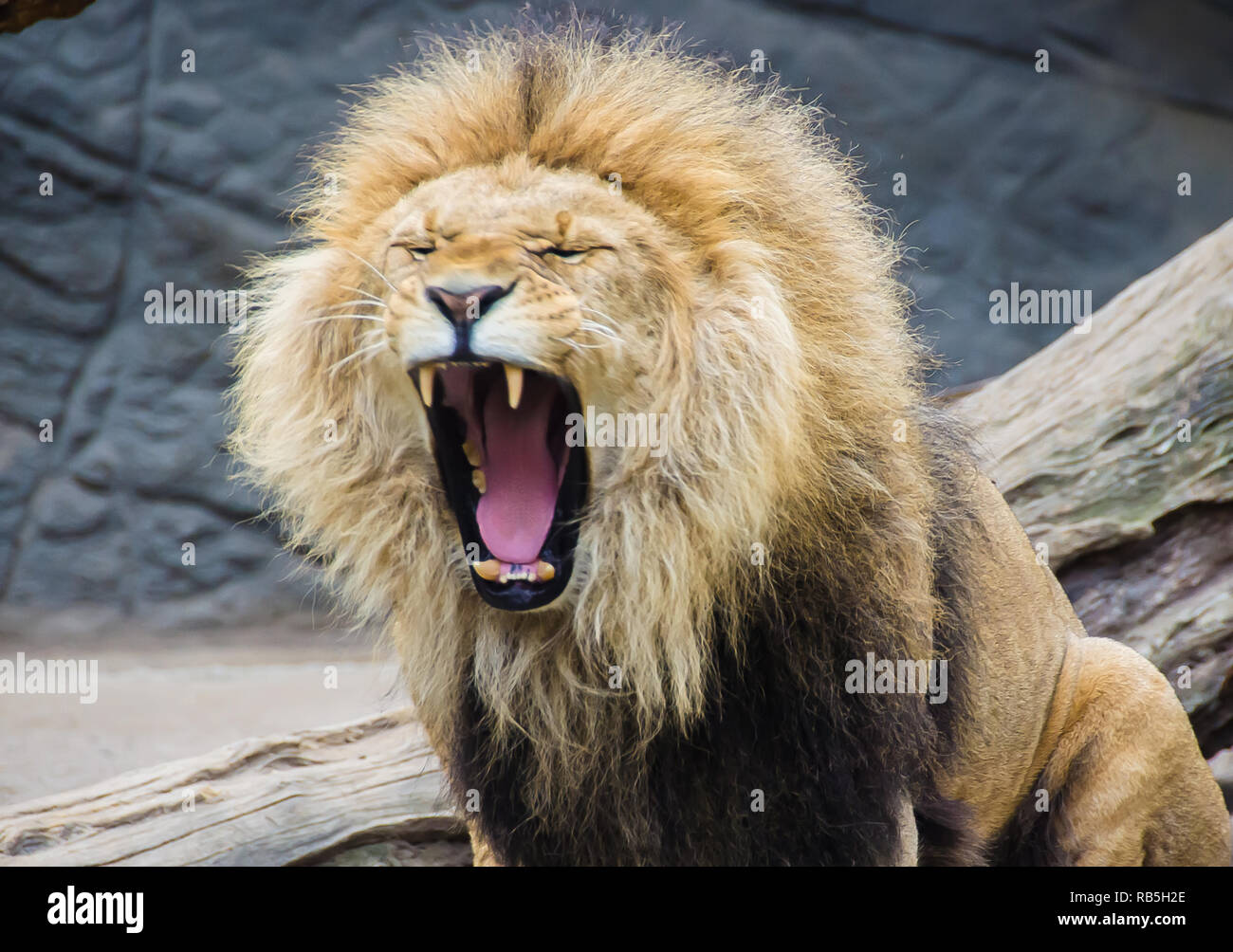 Roaring lion portrait hi-res stock photography and images - Alamy