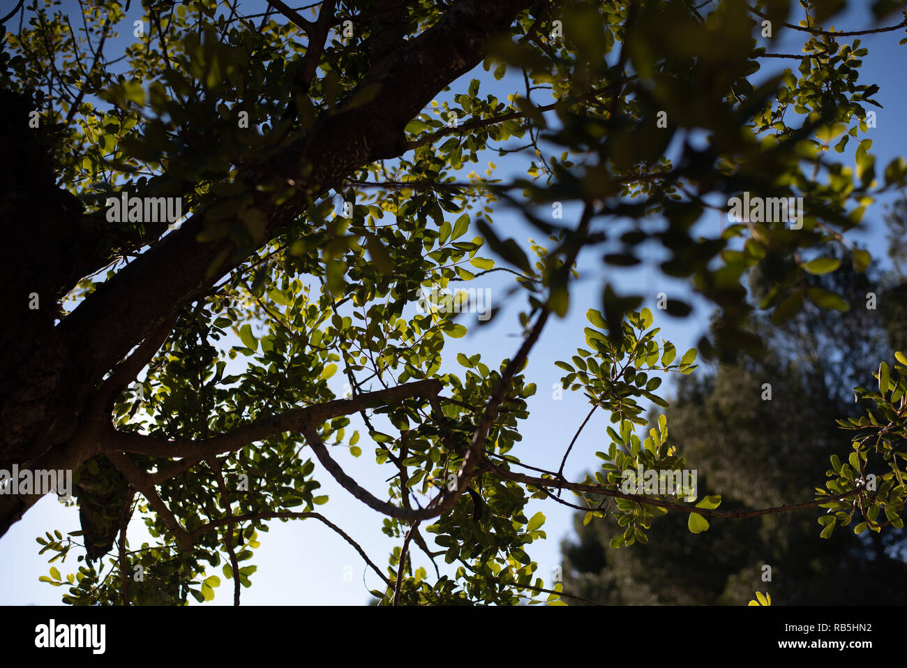 View of the blue sky through the branches of a tree Stock Photo - Alamy