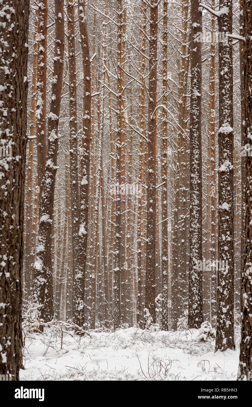 A forest in winter with snow covered trees and the ground Stock Photo ...