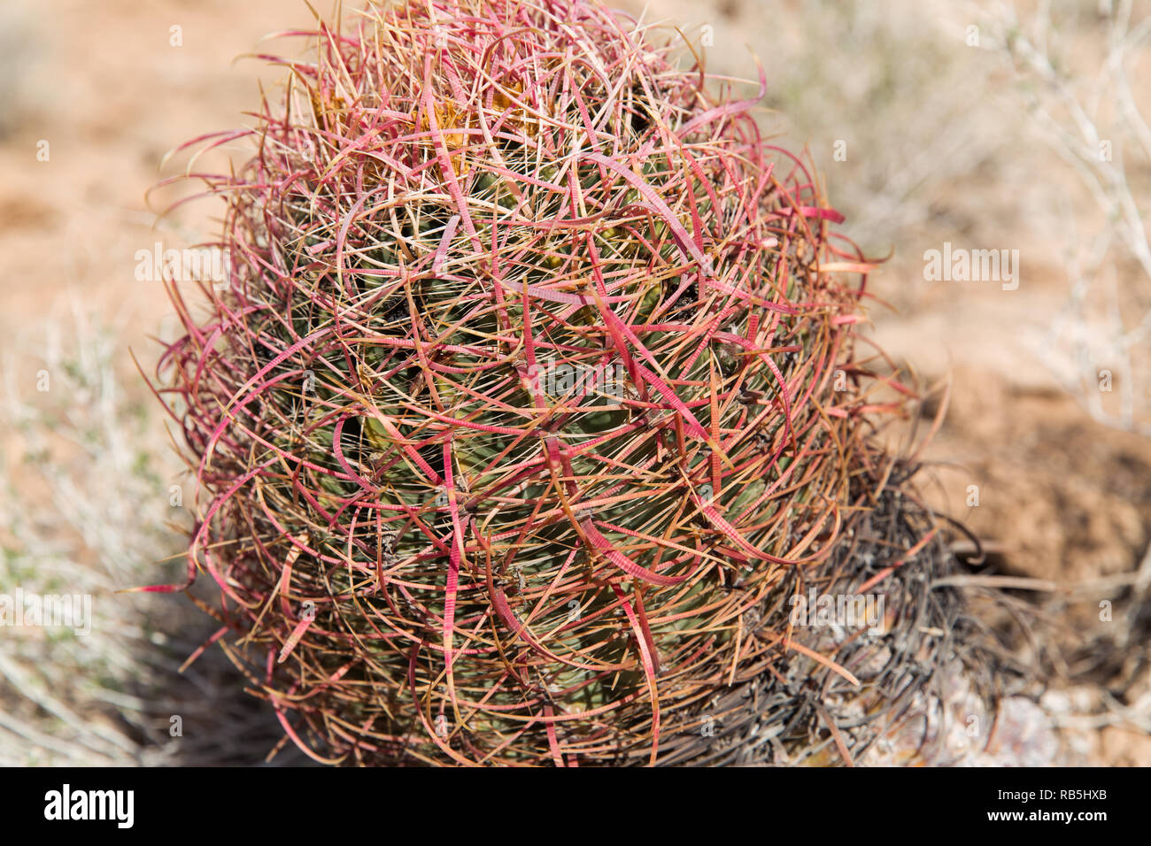 close up of barrel cactus growing in desert Stock Photo