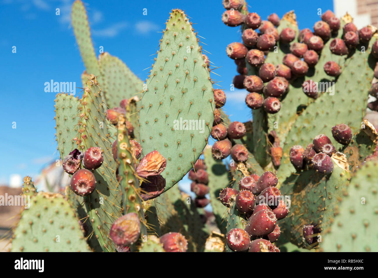 close up of cactus growing outdoors over blue sky Stock Photo