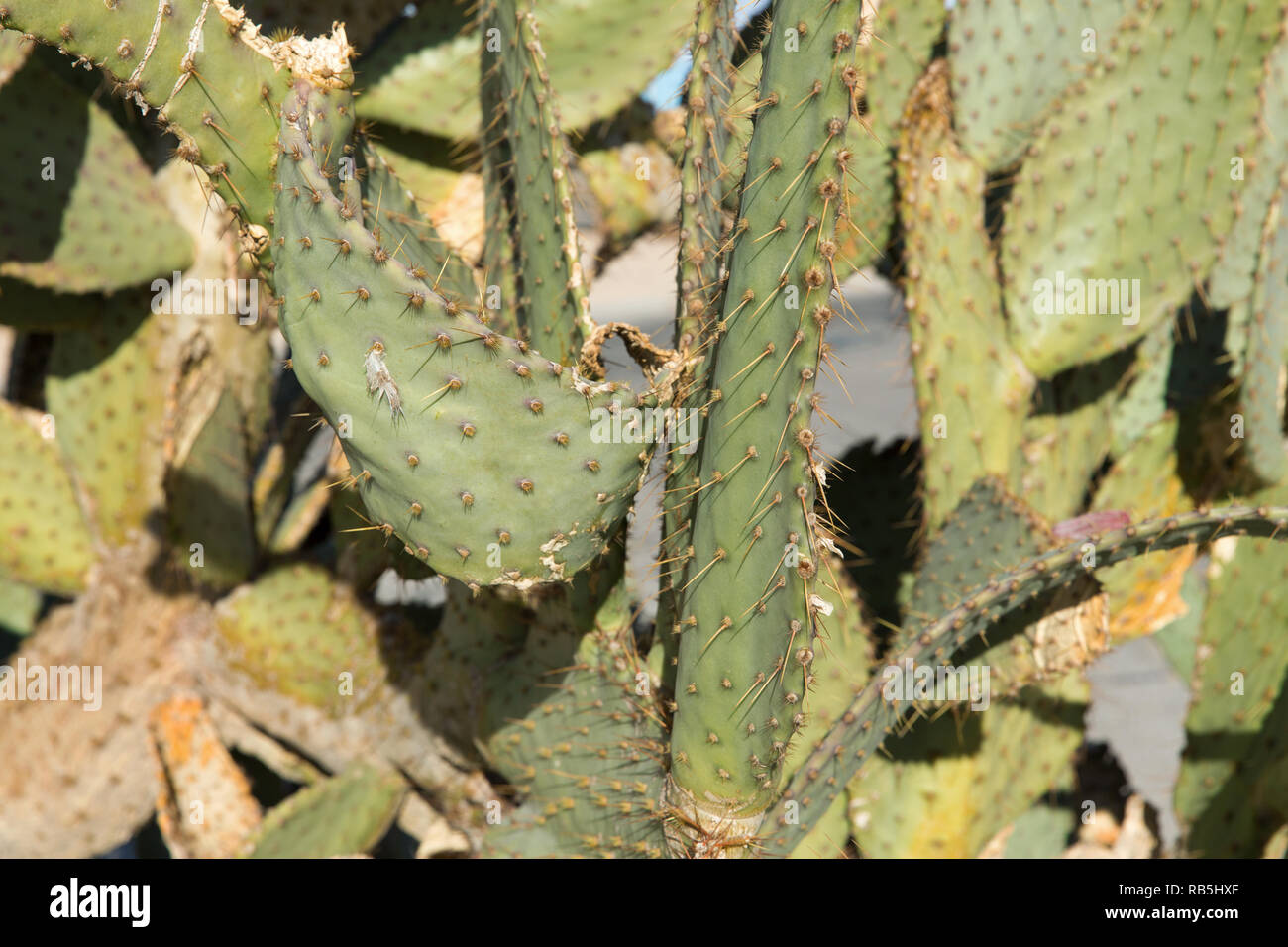 close up of cactus growing outdoors Stock Photo