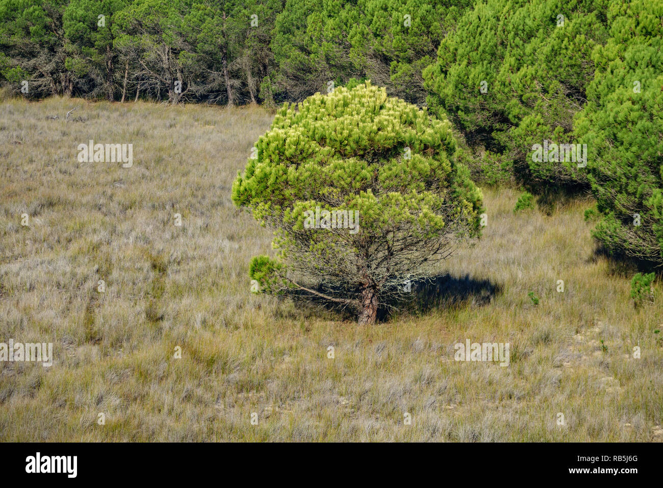 Car marks hires stock photography and images Alamy