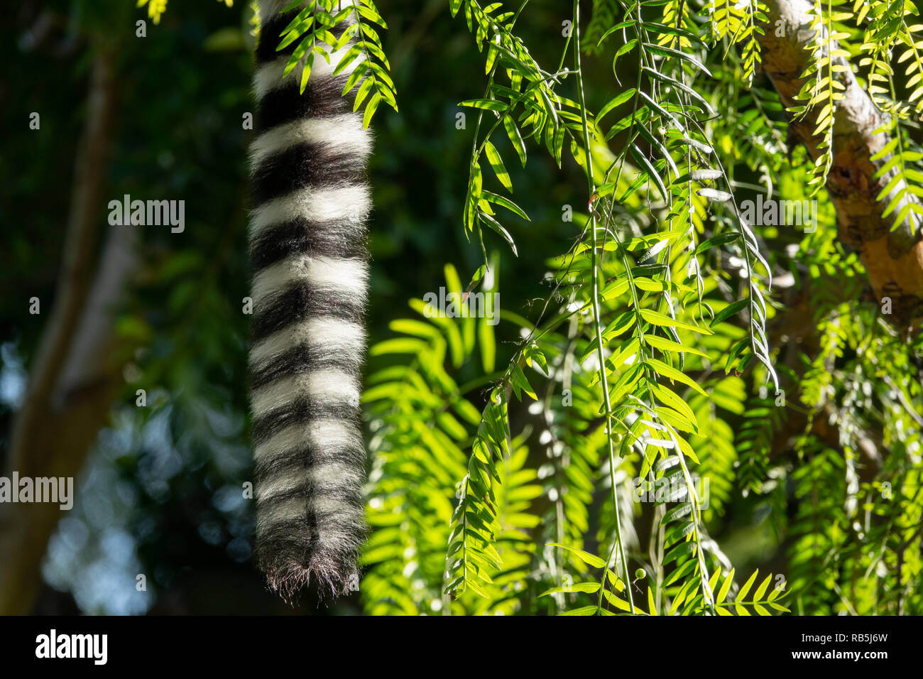 Lemur catta tail hanging from tree branch Stock Photo