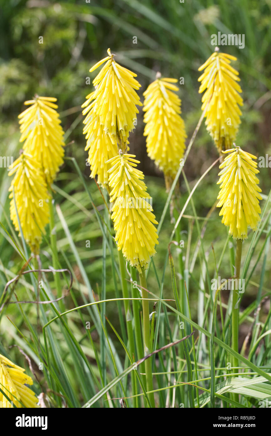 Yellow Kniphofia flower spikes. Stock Photo