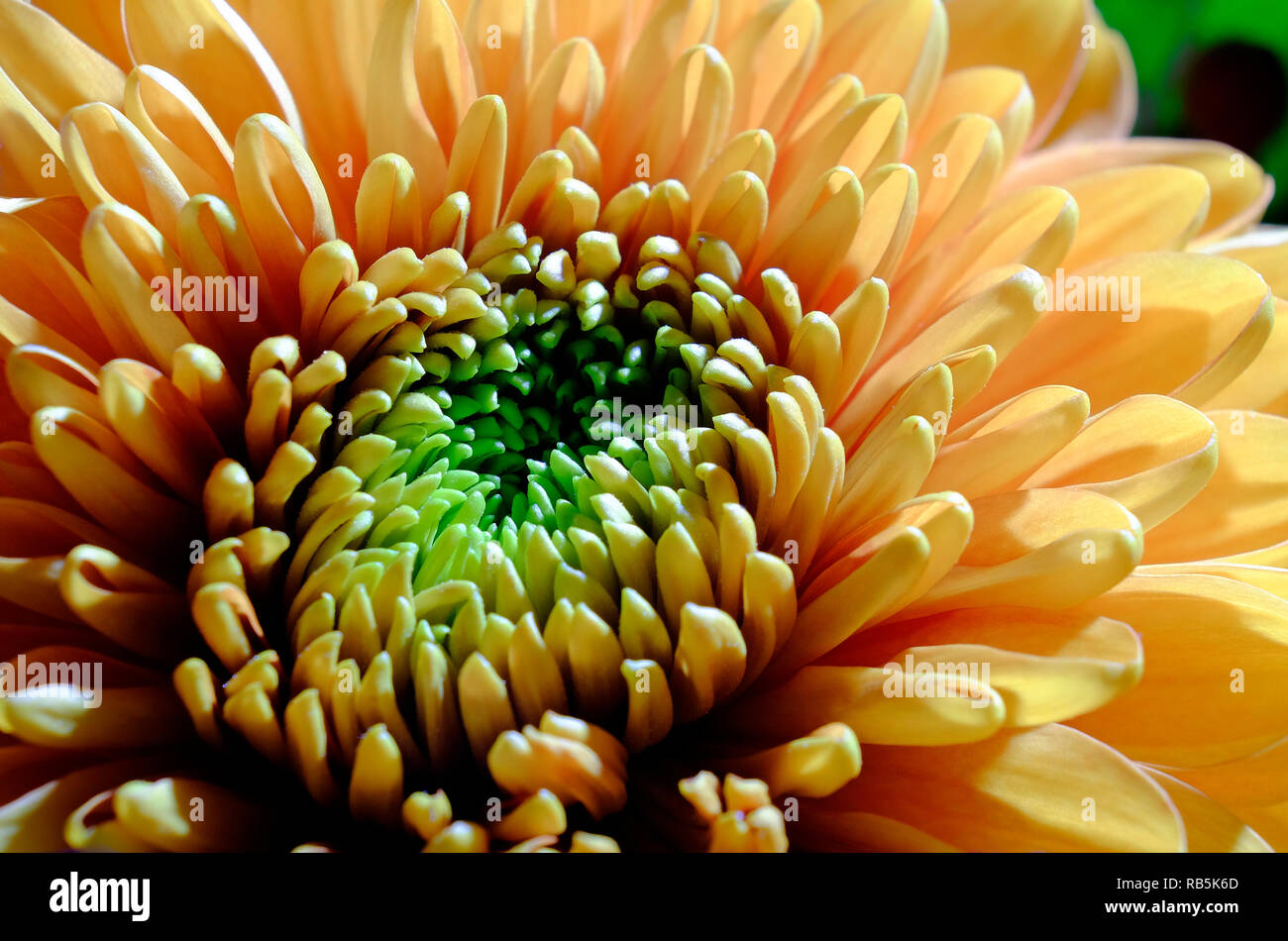 Chrysanthemum flower hi-res stock photography and images - Alamy