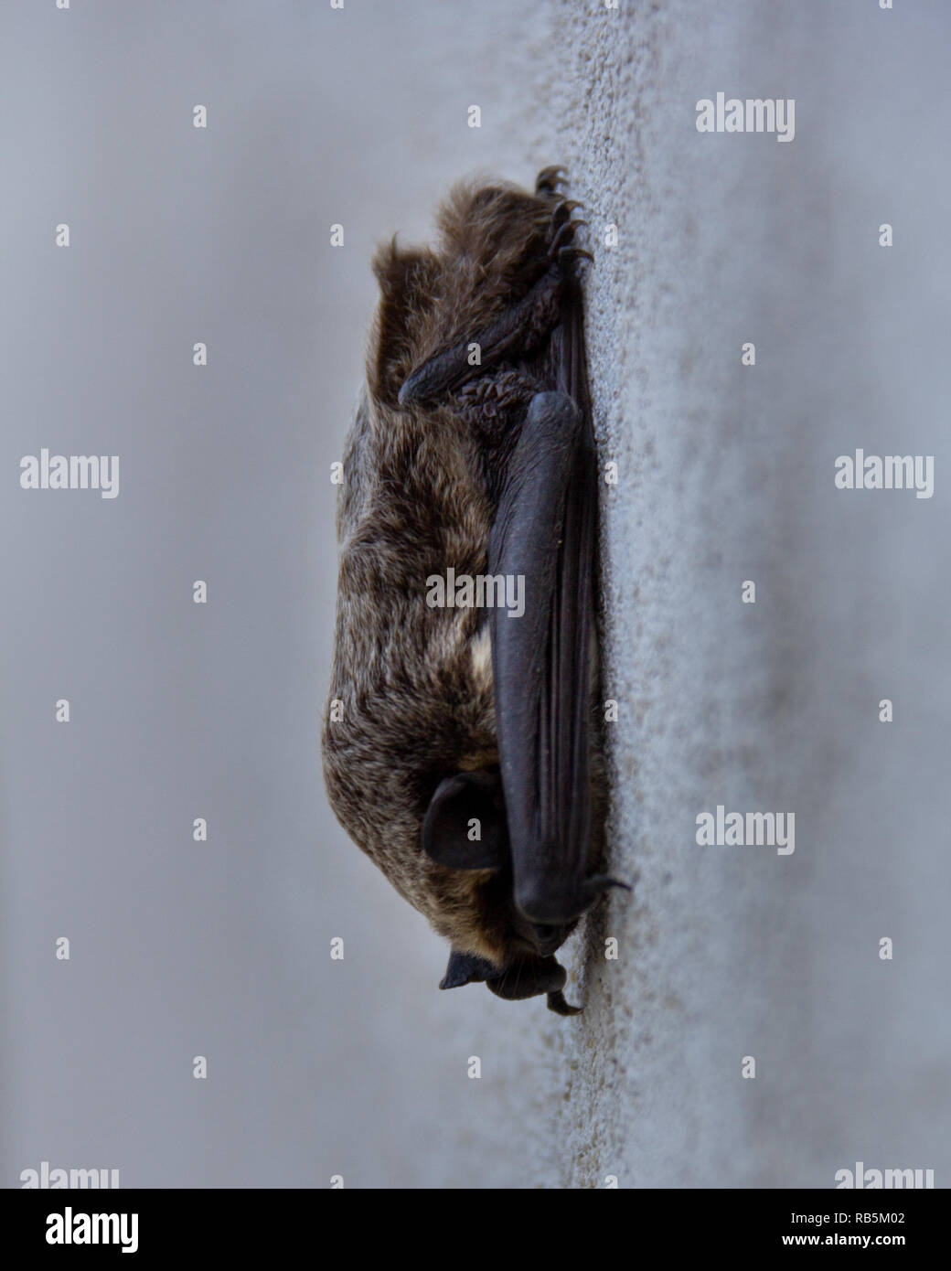 A bat is hanging upside down from a textured white wall Stock Photo
