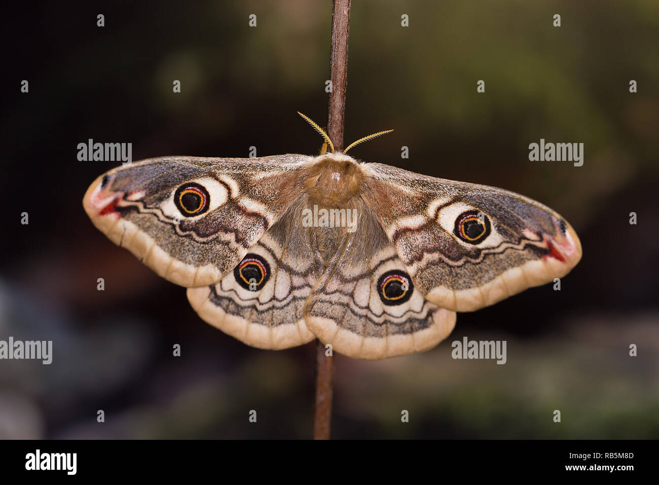 Small Emperor Moth (Saturnia pavonia) Stock Photo