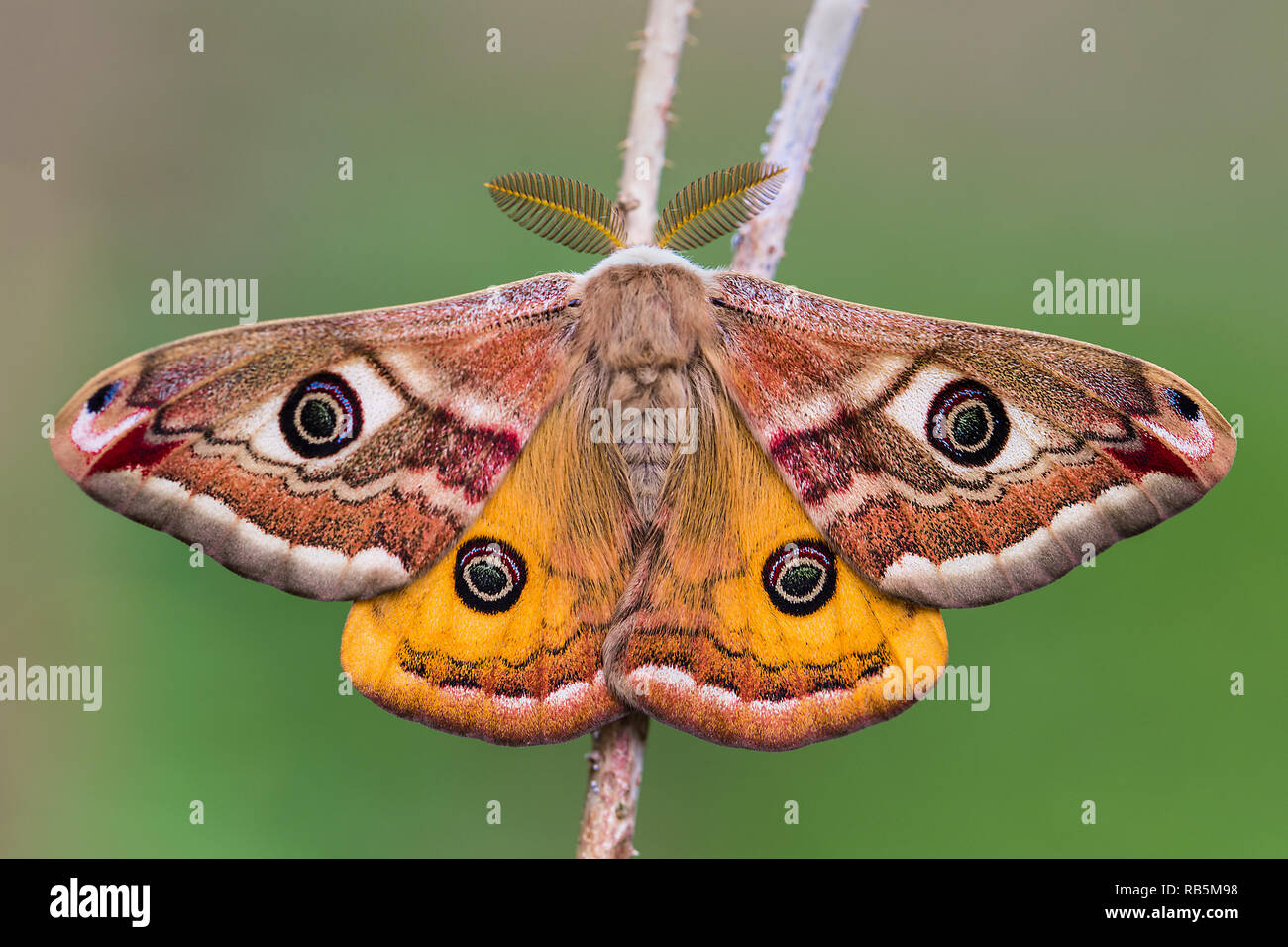 Small Emperor Moth (Saturnia pavonia) Stock Photo