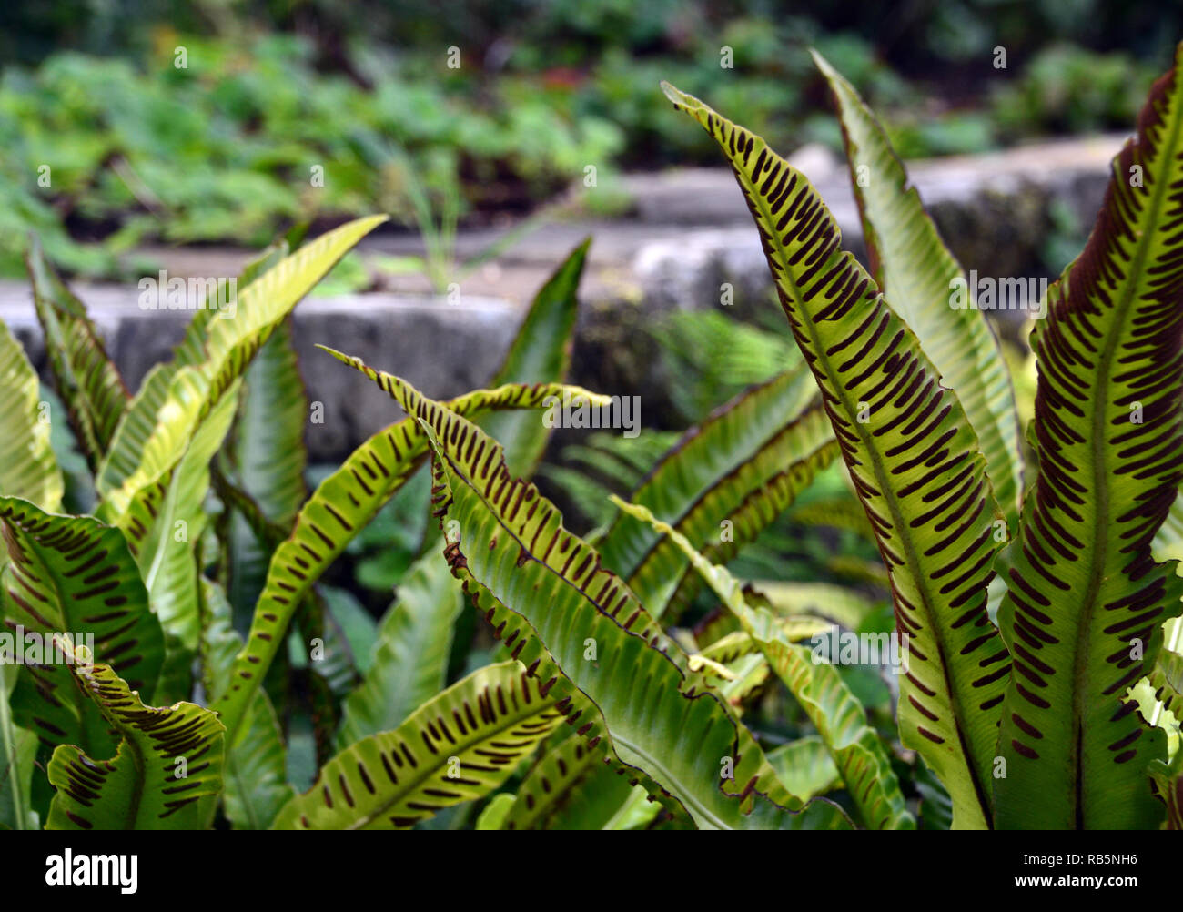 Asplenium scolopendrium 'Hart's-tongue fern' grown at RHS Garden Harlow Carr, Harrogate, Yorkshire. England, UK. Stock Photo