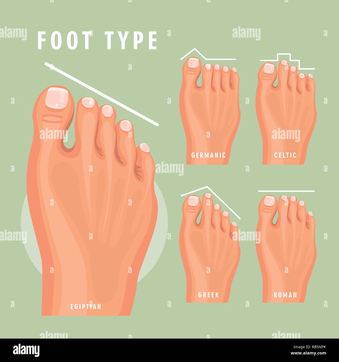 Fascia Anatomy High Resolution Stock Photography and Images Alamy