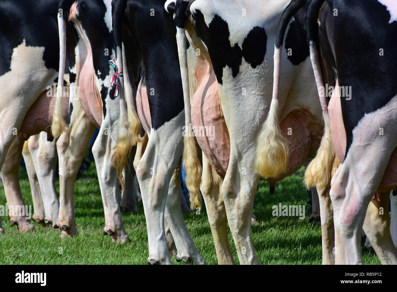 Cows at the Animal Exhibition in Hódmezővásárhely, Hungary. Szarvasmarha kiállitás Hódmezővásárhelyen. holstein-fríz, Holstein Friesian cattle Stock Photo