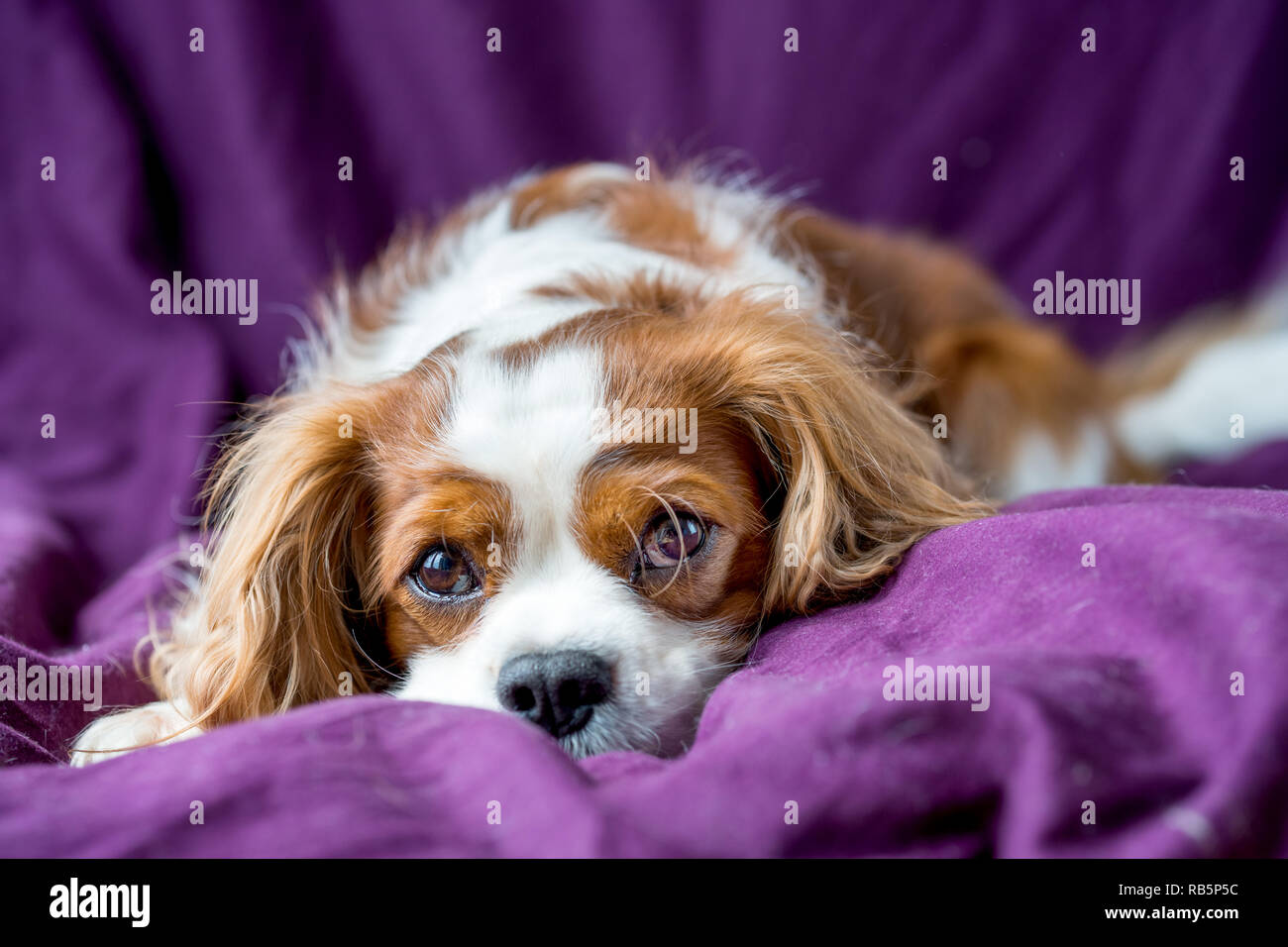 Cavalier King Charles Spaniel Stock Photo Alamy