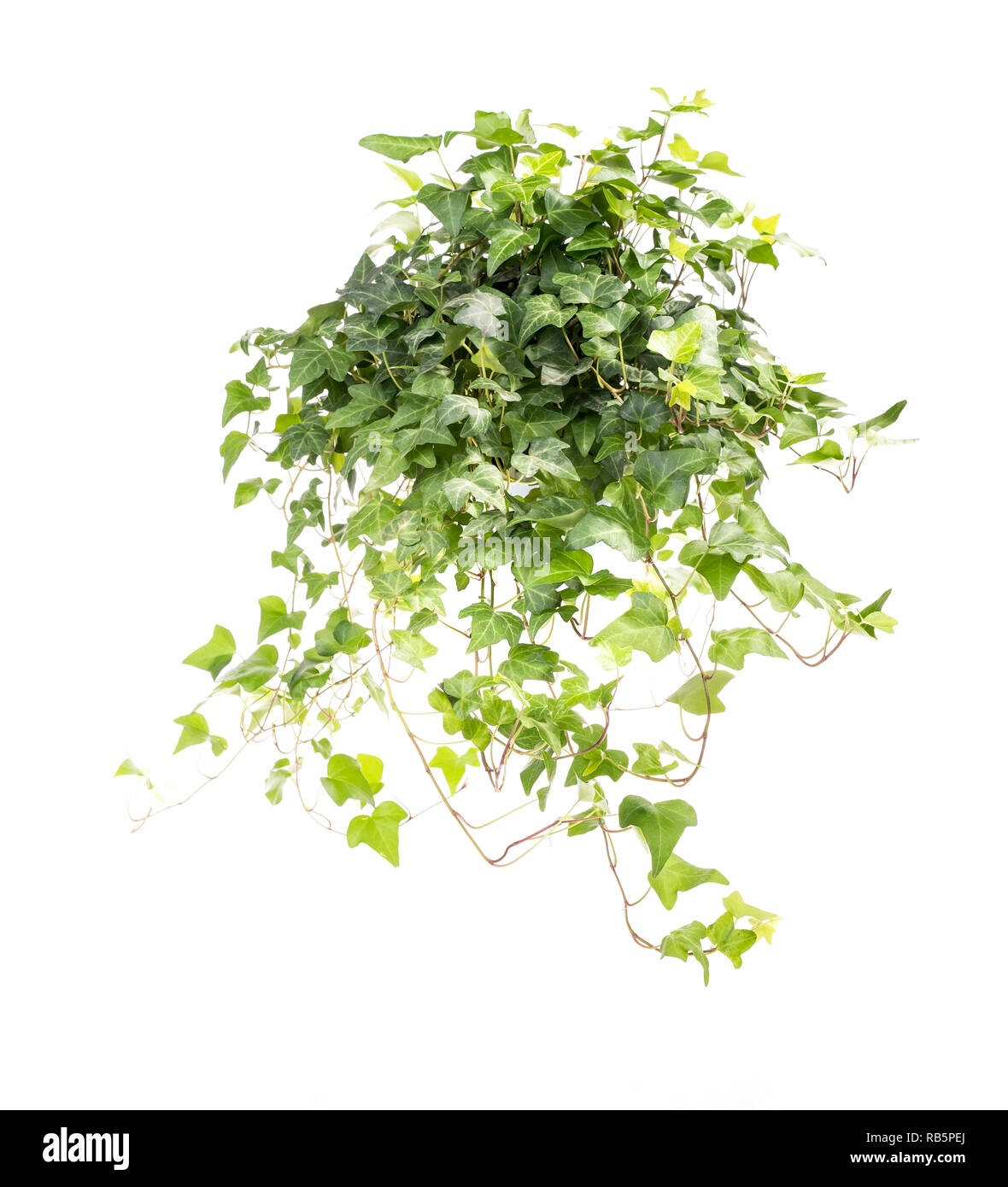 ivy leaves isolated on a white background Stock Photo - Alamy