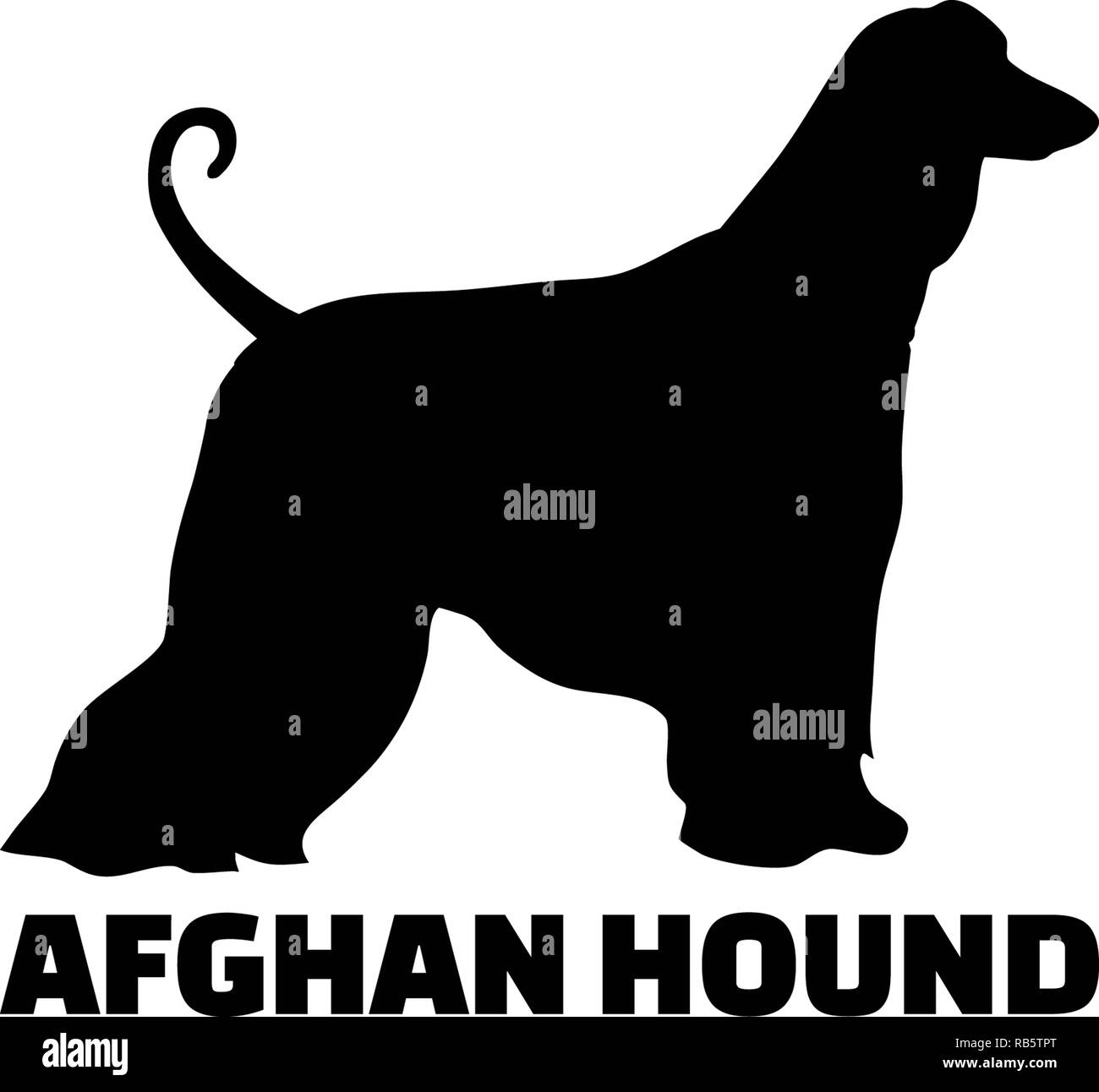 Afghan Hound silhouette real with word Stock Photo
