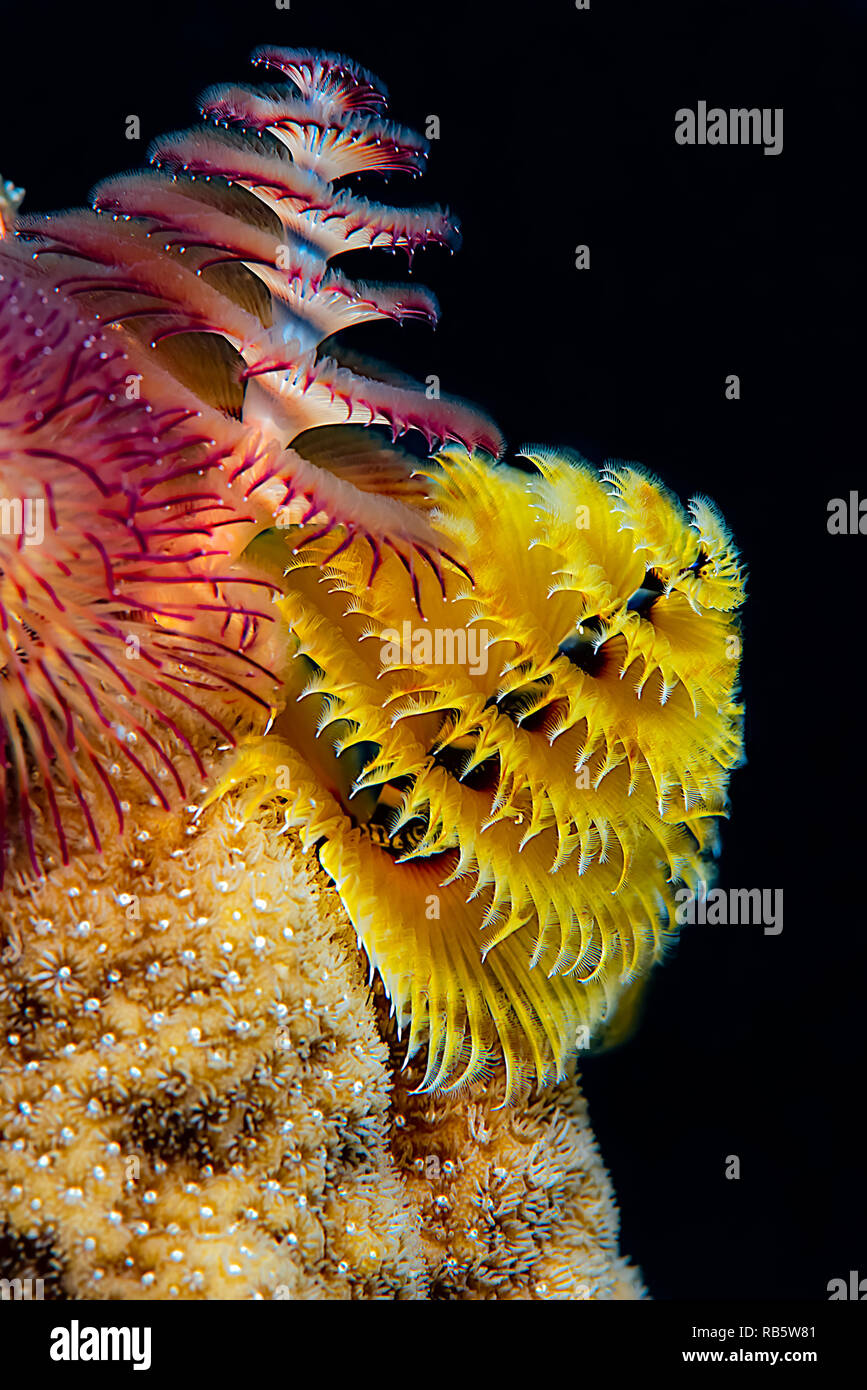Christmas tree worms living atop a coral formation with beautiful