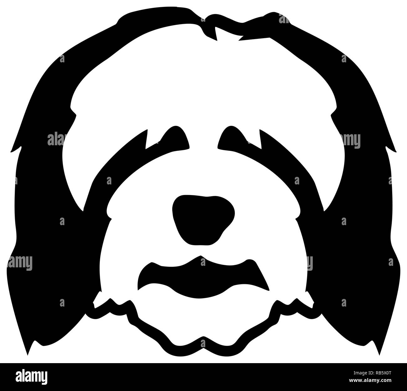 Bearded Collie dog head in black and white Stock Photo