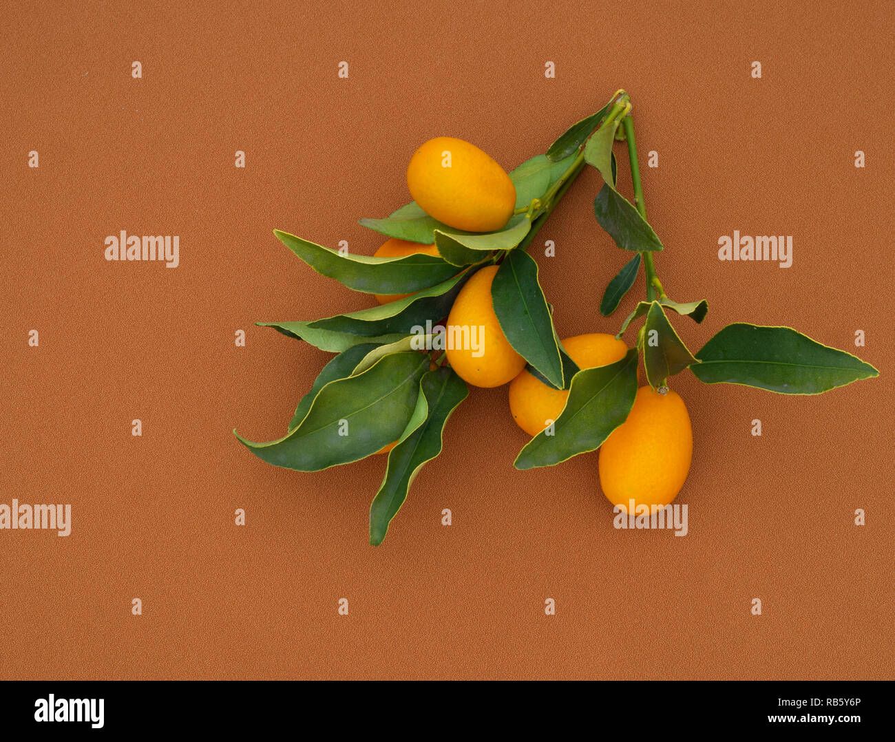 Kumquat, cumquat citrus fruits on smooth fabric, with leaves. Fresh picked. With copyspace. Stock Photo