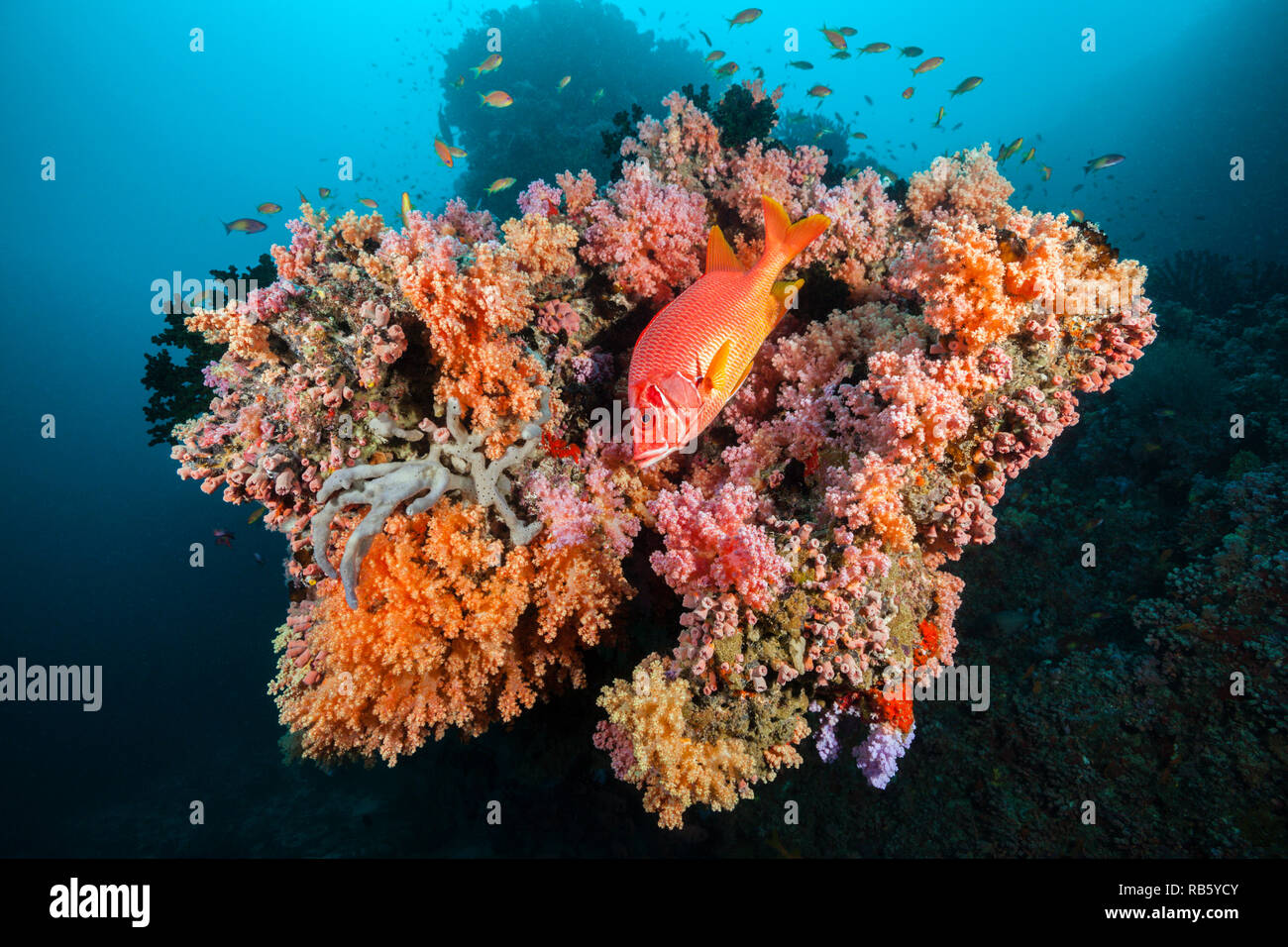 Longjaweed Squirrelfish in Coral Reef, Sargocentron spiniferum, Indian Ocean, Maldives Stock Photo