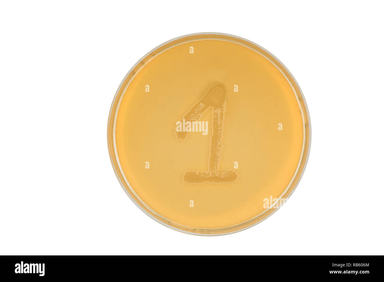Alphabet made of bacteria escherichia coli culture on LB agar plate - digit 1 Stock Photo