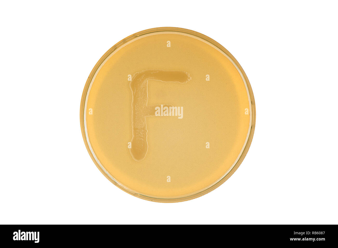 Alphabet made of bacteria escherichia coli culture on LB agar plate - letter f Stock Photo