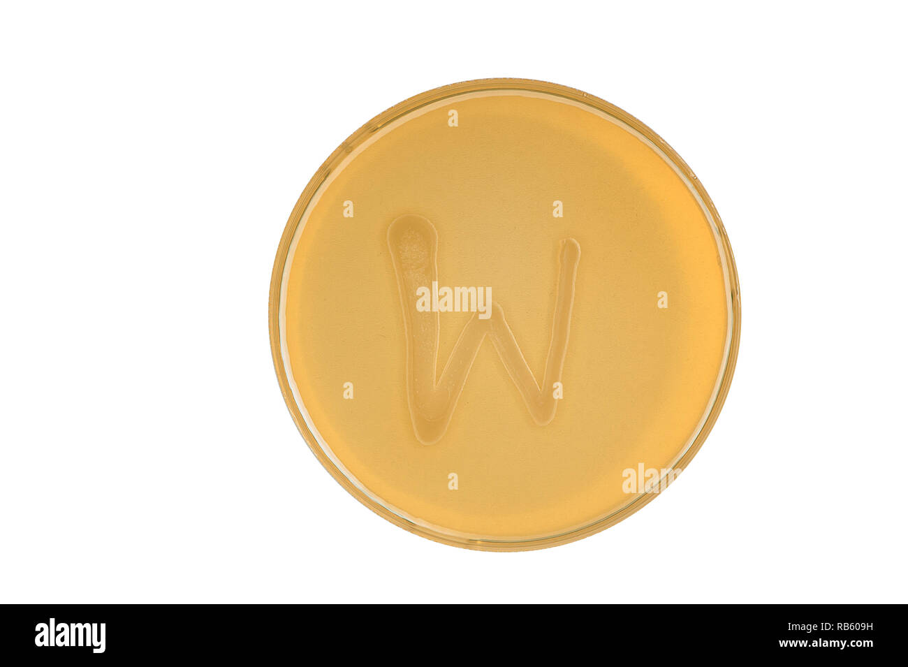 Alphabet made of bacteria escherichia coli culture on LB agar plate - letter w Stock Photo
